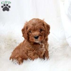 Lucas/Cavapoo									Puppy/Male																/December 19th, 2024,Meet Lucas! This endearing Cavapoo puppy is vet checked & up to date on shots & wormer, plus comes with a health guarantee provided by the breeder! Lucas is well socialized & currently being family raised with children! If you would like more information on this cuddly pup, please contact Angel High today!