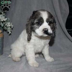 Lucy/Cocker Spaniel									Puppy/Female														/7 Weeks,Here comes the most adorable ACA Cocker Spaniel puppy! This charming little pooch is up to date on shots and dewormer and vet checked! The mother Lily is a sweet and affectionate girl and the father Buster is a handsome Cocker Spaniel. The breeder has ensured that this puppy is well socialized with adults and childre. To learn more about this beautiful pup contact Barbie & Elmer today! 