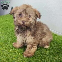 Grant/Havanese									Puppy/Male																/12 Weeks,Nice to meet you! I’m Grant a very adorable Chocolate Havanese puppy! These charming little ones are ready to bring joy and love into your home. Grant has been vet checked, microchipped and I am up to date on vaccinations and dewormings and will come with a vet check and one year genetic health guarantee. Call or text anytime to make me the newest addition to your family and get ready to spend a lifetime of tail wagging fun!