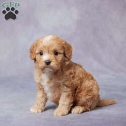 Arnie/Cavapoo									Puppy/Male																/6 Weeks,Meet Arnie, a sweet and charming F1 Cavapoo who’s looking for his forever home. Raised in a loving and caring environment, Arnie is well-socialized and ready to bring joy to your family. He’s been vet-checked, up to date on vaccines and dewormer, and is microchipped for added safety. Arnie also comes with a health guarantee, giving you peace of mind. His parents are AKC registered and have been genetically health tested to ensure he’s as healthy as possible. If you’re far away, don’t worry – we offer delivery options to bring Arnie to you. Don’t miss out on the chance to welcome this adorable and loving companion into your life! He’s sure to steal your heart.