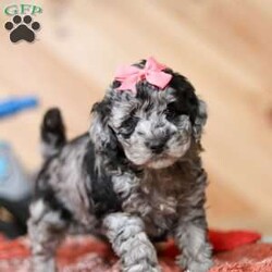 Caroline/Mini Bernedoodle									Puppy/Female														/8 Weeks,Meet Caroline, a fluffy, spirited Bernedoodle with a heart as big as her curly coat! This lovable pup is full of life, always ready for playtime, belly rubs, and endless snuggles. A soft, wavy coat and striking markings make this little one as stunning as she is sweet. She has a joyful personality that brightens any room, and an affectionate nature means she has an unlimited supply of love to give. Whether she’s romping around outside or cuddling up for a nap, this little one is the perfect blend of fun and affection, ready to be the most loyal companion to her forever family!