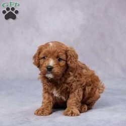 Jasper/Cavapoo									Puppy/Male																/7 Weeks,Meet Jasper, the sweetest little F1 Cavapoo who’s ready to steal your heart! With his soft, curly coat and big, loving eyes, he’s full of charm and affection. Raised in a warm, caring environment, Jasper is well-socialized and loves to be around people, making him the perfect family companion. He has been vet-checked, is up to date on vaccines and dewormer, and comes microchipped for extra security. Plus, he comes with a health guarantee, so you can bring him home with confidence. His parents are AKC registered and genetically health tested, ensuring he comes from a strong, healthy bloodline. No matter where you are, delivery options are available. Jasper is ready to fill your home with love, laughter, and endless cuddles—don’t miss out on this sweet boy!