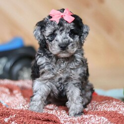 Caroline/Mini Bernedoodle									Puppy/Female														/8 Weeks,Meet Caroline, a fluffy, spirited Bernedoodle with a heart as big as her curly coat! This lovable pup is full of life, always ready for playtime, belly rubs, and endless snuggles. A soft, wavy coat and striking markings make this little one as stunning as she is sweet. She has a joyful personality that brightens any room, and an affectionate nature means she has an unlimited supply of love to give. Whether she’s romping around outside or cuddling up for a nap, this little one is the perfect blend of fun and affection, ready to be the most loyal companion to her forever family!