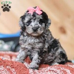 Caroline/Mini Bernedoodle									Puppy/Female														/8 Weeks,Meet Caroline, a fluffy, spirited Bernedoodle with a heart as big as her curly coat! This lovable pup is full of life, always ready for playtime, belly rubs, and endless snuggles. A soft, wavy coat and striking markings make this little one as stunning as she is sweet. She has a joyful personality that brightens any room, and an affectionate nature means she has an unlimited supply of love to give. Whether she’s romping around outside or cuddling up for a nap, this little one is the perfect blend of fun and affection, ready to be the most loyal companion to her forever family!