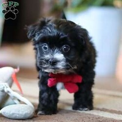 Storm/Maltipoo									Puppy/Male																/7 Weeks,Storm is the sweetest little Maltipoo around! With his expressive face and twinkling puppy eyes, he’s already got all of us wrapped around his little paw. His soft, silky coat and playful personality make him irresistible. This breed is known for being highly trainable, focused, and perfect for family life. We also make sure our pups are well-socialized from birth, so they join their new homes confident and adaptable, with a mellow, even-tempered nature.