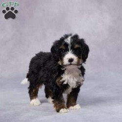 Bart/Mini Bernedoodle									Puppy/Male																/7 Weeks,Meet Bart, an adorable F1 Mini Bernedoodle who’s ready to find his forever home! With his soft, wavy coat and loving eyes, he’s the perfect mix of playful and cuddly. Bart has been raised in a warm and caring environment, where he’s been well-socialized and given plenty of love, making him a great fit for any family. He has been vet-checked, is up to date on vaccines and dewormer, and comes microchipped for extra security. Plus, he comes with a health guarantee, giving you peace of mind as you welcome him home. His parents are AKC registered and genetically health tested, ensuring he comes from a strong, healthy bloodline. Delivery options are available, so no matter where you are, Bart can be yours. Don’t wait—this sweet boy is ready to bring joy into your life!