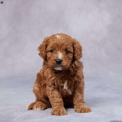 Jasper/Cavapoo									Puppy/Male																/7 Weeks,Meet Jasper, the sweetest little F1 Cavapoo who’s ready to steal your heart! With his soft, curly coat and big, loving eyes, he’s full of charm and affection. Raised in a warm, caring environment, Jasper is well-socialized and loves to be around people, making him the perfect family companion. He has been vet-checked, is up to date on vaccines and dewormer, and comes microchipped for extra security. Plus, he comes with a health guarantee, so you can bring him home with confidence. His parents are AKC registered and genetically health tested, ensuring he comes from a strong, healthy bloodline. No matter where you are, delivery options are available. Jasper is ready to fill your home with love, laughter, and endless cuddles—don’t miss out on this sweet boy!