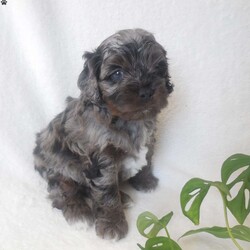 Ace/Cockapoo									Puppy/Male																/4 Weeks,Hi, im a Cockapoo puppy. I am looking forward to meeting you! I am up to date with my immunizations, my wormer medication, socialized. I am also vet-checked to make sure I am healthy. I come with a 30 day health guarantee. For more information call or text Linda 