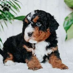 Charlie/Mini Bernedoodle									Puppy/Male																/5 Weeks,Meet our sweet natured friendly lil bernedoodles. They are well socialized by our children who take them with them all over the farm! Be it on wagon rides, stoller rides, or even nap time!!