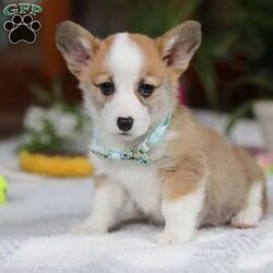 Hendricks/Pembroke Welsh Corgi									Puppy/Male																/9 Weeks,Meet Hendrick! An adorable Corgi who will steal your heart! With his fluffy coat, perky ears, and bright, expressive eyes, he’s the definition of charm. His personality is the perfect mix of playful and affectionate—he loves romping around on little adventures just as much as he enjoys snuggling up for belly rubs. True to the Corgi breed, he’s intelligent, loyal, and full of character. Despite his short stature, Hendrick has a big personality and a confident demeanor that always makes him the center of attention. He’s the perfect blend of fun and affection, making him an irresistible companion for the lucky family who welcomes him home.