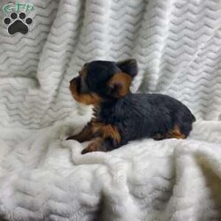 Lady (toy)/Yorkie									Puppy/Female														/8 Weeks,Sweet Lady is a very well socialized and friendly puppy.  She loves to play with children and will be  your best friend.  Her parents  weigh  around  5 #. Please contact us to make Lady your very own puppy!