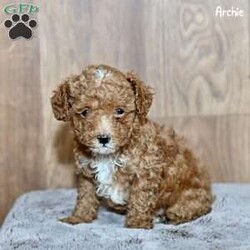 Archie/Toy Poodle									Puppy/Male																/8 Weeks,Our adorable Toy Poodle puppies are looking for loving homes where they will be cherished as part of the family! These sweet and intelligent little pups have been family-raised and well-socialized, ensuring they are friendly, playful, and ready to bond with their new owners. Their affectionate nature and hypoallergenic coats make them the perfect companions for any home.