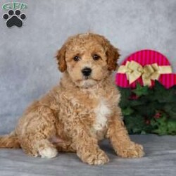 Kliff/Bich-Poo									Puppy/Male																/10 Weeks,Hi there! My name is Kliff. I’m a cute little puppy looking for my furever home! I’m fun loving and fluffy. I love to play and snuggle. I promise I’ll steal your heart for keeps!