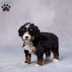 Bart/Mini Bernedoodle									Puppy/Male																/7 Weeks,Meet Bart, an adorable F1 Mini Bernedoodle who’s ready to find his forever home! With his soft, wavy coat and loving eyes, he’s the perfect mix of playful and cuddly. Bart has been raised in a warm and caring environment, where he’s been well-socialized and given plenty of love, making him a great fit for any family. He has been vet-checked, is up to date on vaccines and dewormer, and comes microchipped for extra security. Plus, he comes with a health guarantee, giving you peace of mind as you welcome him home. His parents are AKC registered and genetically health tested, ensuring he comes from a strong, healthy bloodline. Delivery options are available, so no matter where you are, Bart can be yours. Don’t wait—this sweet boy is ready to bring joy into your life!