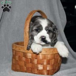 Lucy/Cocker Spaniel									Puppy/Female														/7 Weeks,Here comes the most adorable ACA Cocker Spaniel puppy! This charming little pooch is up to date on shots and dewormer and vet checked! The mother Lily is a sweet and affectionate girl and the father Buster is a handsome Cocker Spaniel. The breeder has ensured that this puppy is well socialized with adults and childre. To learn more about this beautiful pup contact Barbie & Elmer today! 