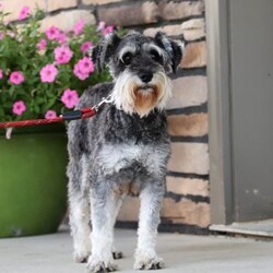 Gemma/Miniature Schnauzer									Puppy/Female														/8 Weeks,Allow me to introduce you to the most darling AKC Schnauzer puppy, Gemma! She embodies the perfect blend of sweetness and spunk. With her soft, silky coat she is an absolute joy to snuggle. No matter where you go, she will always be a head turner. Whether it’s a brisk walk in the park or a lively play session, she will turn any ordinary day into an adventure!