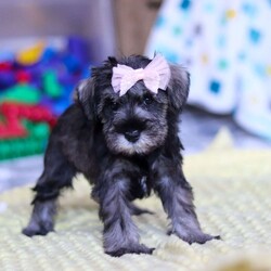 Gemma/Miniature Schnauzer									Puppy/Female														/8 Weeks,Allow me to introduce you to the most darling AKC Schnauzer puppy, Gemma! She embodies the perfect blend of sweetness and spunk. With her soft, silky coat she is an absolute joy to snuggle. No matter where you go, she will always be a head turner. Whether it’s a brisk walk in the park or a lively play session, she will turn any ordinary day into an adventure!
