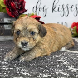 Adopt a dog:Glory/Havapoo/Female/4 weeks,Hi! I'm Glory. I'm currently searching for a good, loving home. I hope to find a family that loves to play and loves to receive puppy kisses! I'm good at giving out plenty. Whether we are playing or cuddling together, I promise to be your most loving companion. I will arrive at my new home up to date on vaccinations and pre-spoiled. I can't wait to meet you. I have so much fun planned for us! See you soon!