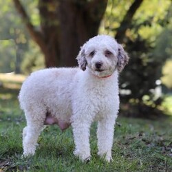 Reese/Yorkie Poo									Puppy/Female														/7 Weeks,Meet Reese, an adorable little girl with an irresistible personality and a look that will melt your heart! This charming Yorkiepoo puppy is the perfect blend of Yorkshire Terrier and Poodle traits, combining the best of both worlds. With her soft, curly coat and bright, loving eyes, she is as sweet as she is beautiful. Raised with love and care, she’s growing into a friendly, confident pup who’s ready to be the perfect companion. Whether she’s playing, exploring, or curling up for snuggles, she thrives in the company of those who adore her. Once you meet her, you’ll be completely smitten—she’ll have you wrapped around her little paw in no time!