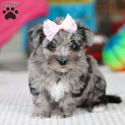 Reese/Yorkie Poo									Puppy/Female														/7 Weeks,Meet Reese, an adorable little girl with an irresistible personality and a look that will melt your heart! This charming Yorkiepoo puppy is the perfect blend of Yorkshire Terrier and Poodle traits, combining the best of both worlds. With her soft, curly coat and bright, loving eyes, she is as sweet as she is beautiful. Raised with love and care, she’s growing into a friendly, confident pup who’s ready to be the perfect companion. Whether she’s playing, exploring, or curling up for snuggles, she thrives in the company of those who adore her. Once you meet her, you’ll be completely smitten—she’ll have you wrapped around her little paw in no time!