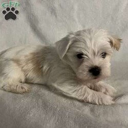 Bear/Morkie / Yorktese									Puppy/Male																/8 Weeks,A Morkie puppy is an adorable hybrid breed, resulting from the cross between a Maltese and a Yorkshire Terrier. Here’s a description to capture the essence of this delightful puppy: **Appearance:** Morkie puppies typically have a soft, fluffy coat that can range from silky to slightly wavy. They often inherit the stunning colors of both parent breeds, which can include shades of black, tan, white, and brown. Their small, expressive eyes and floppy ears add to their charm, making them irresistibly cute. **Size:** These puppies are small in size, usually weighing between 4 to 10 pounds when fully grown, making them perfect for apartment living or homes with limited space. **Temperament:** Morkies are known for their lively and affectionate nature. They are playful, friendly, and love to engage with their families. Morkie puppies are also quite intelligent and eager to please, which makes them relatively easy to train. Their sociable demeanor means they often get along well with children and other pets. **Energy Level:** These little pups have a moderate energy level. They enjoy playtime and short walks but also appreciate some cozy cuddle time with their owners. **Grooming:** Due to their long, beautiful coats, Morkies require regular grooming to prevent matting and tangles. A routine of brushing and occasional visits to a groomer will keep them looking their best. Overall, a Morkie puppy is a delightful companion, bringing joy and love to any home! Are you ready to welcome a bundle of joy into your home? Meet our charming Morkie puppy, a delightful mix of Maltese and Yorkshire Terrier! This little furball is full of energy, love, and personality.