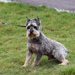 Gemma/Miniature Schnauzer									Puppy/Female														/8 Weeks,Allow me to introduce you to the most darling AKC Schnauzer puppy, Gemma! She embodies the perfect blend of sweetness and spunk. With her soft, silky coat she is an absolute joy to snuggle. No matter where you go, she will always be a head turner. Whether it’s a brisk walk in the park or a lively play session, she will turn any ordinary day into an adventure!