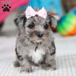 Reese/Yorkie Poo									Puppy/Female														/7 Weeks,Meet Reese, an adorable little girl with an irresistible personality and a look that will melt your heart! This charming Yorkiepoo puppy is the perfect blend of Yorkshire Terrier and Poodle traits, combining the best of both worlds. With her soft, curly coat and bright, loving eyes, she is as sweet as she is beautiful. Raised with love and care, she’s growing into a friendly, confident pup who’s ready to be the perfect companion. Whether she’s playing, exploring, or curling up for snuggles, she thrives in the company of those who adore her. Once you meet her, you’ll be completely smitten—she’ll have you wrapped around her little paw in no time!