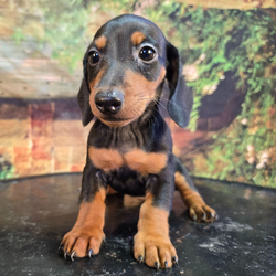 Spresso/Dachshund/Female/8 weeks