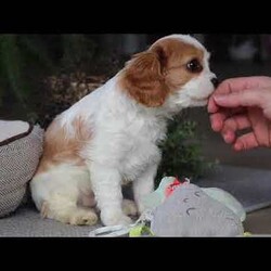 Rome/Cavalier King Charles Spaniel									Puppy/Male																/8 Weeks,Meet Rome! This adorable AKC Cavalier King Charles Spaniel exudes love, charm, and an irresistible personality. With his beautiful coat, sparkling eyes, and gentle nature, Rome perfectly blends elegance with affection. Whether he’s snuggling in your lap, trailing after you around the house, or playing with his toys, he’s guaranteed to bring joy to your home!