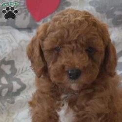 Parker/Cockapoo									Puppy/Male																/8 Weeks,Say hello to Parker, an F1B Cockapoo puppy! This cute & spunky little guy is family-raised with children and socialized. He is already vet checked and up to date on shots & wormer, plus the breeder provides a 30-day health guarantee. If you want to arrange a visit with this sweet boy, please call Samuel & Rachel today!