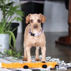 Allison/Cockapoo									Puppy/Female														/9 Weeks,Meet an adorable Cockapoo puppy named Allison! She is a delightful girl that is filled with charm and intelligence, she has already stolen our hearts with her playful personality and affectionate nature. Whether she’s bouncing around in the backyard, playing with her favorite toys or snuggling up for a nap, this little one is just a ray of sunshine:) She would be the perfect addition to any loving home!