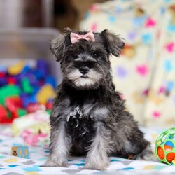 Anne/Miniature Schnauzer									Puppy/Female														/9 Weeks,Allow me to introduce you to the most darling AKC Schnauzer puppy, Anne! She embodies the perfect blend of sweetness and spunk. With her soft, silky coat she is an absolute joy to snuggle. No matter where you go, she will always be a head turner. Whether it’s a brisk walk in the park or a lively play session, she will turn any ordinary day into an adventure!
