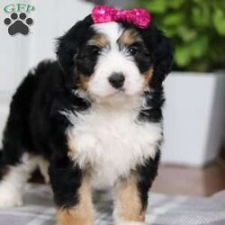 Taylor/Mini Bernedoodle									Puppy/Female														/9 Weeks,Meet Taylor! This incredibly cute and fluffy Bernedoodle is ready to steal hearts everywhere. With a personality as bright as her sparkling eyes, she is sure to become your new best friend in no time. Bernedoodles are known for their affectionate nature, trainability, and playful spirit. Whether she’s enjoying a game of fetch in the yard or curling up for a cozy nap, she is always up for fun and companionship.