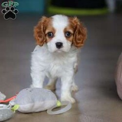 Rome/Cavalier King Charles Spaniel									Puppy/Male																/8 Weeks,Meet Rome! This adorable AKC Cavalier King Charles Spaniel exudes love, charm, and an irresistible personality. With his beautiful coat, sparkling eyes, and gentle nature, Rome perfectly blends elegance with affection. Whether he’s snuggling in your lap, trailing after you around the house, or playing with his toys, he’s guaranteed to bring joy to your home!