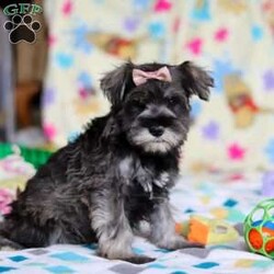 Anne/Miniature Schnauzer									Puppy/Female														/9 Weeks,Allow me to introduce you to the most darling AKC Schnauzer puppy, Anne! She embodies the perfect blend of sweetness and spunk. With her soft, silky coat she is an absolute joy to snuggle. No matter where you go, she will always be a head turner. Whether it’s a brisk walk in the park or a lively play session, she will turn any ordinary day into an adventure!