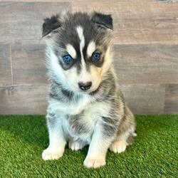 Ivy/Samusky/Female/6 weeks Adopt a dog:Ivy/Samusky/Female/6 weeks,Thank you for stopping by to check me out! My name is Ivy! You can search the world and not find a sweeter puppy than me. Some may say that I am spoiled, but I think that I am just well loved. I would be more than honored if you choose me to love you fur-ever. I promise that every day we spend together will be special. We can play, cuddle, and laugh at all the silly things we will do. Please call now! I want to start planning all the fun things that best friends do!
