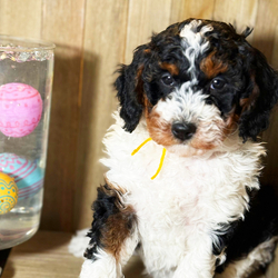 Adopt a dog:Serena/Bernedoodle/Female/7 weeks,Serena is a captivating little charmer, she will be the perfect companion for the whole family to enjoy.  She is very mellow, yet ready to play.  She is a real show-stopper whose face says “You’re going to take me home, right?”  After a long day at work, this cutie will surely make your day with all her puppy kisses waiting at the door. Serena loves to cuddle and just relax while getting her belly rubbed. Hurry! She can't wait to start sharing her love with her new family!