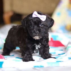 Dory/Yorkie Poo									Puppy/Female														/10 Weeks,Meet Dory! She is the cutest little Yorkiepoo puppy, a delightful blend of a Yorkie and Poodle, inheriting the best traits from both breeds. With her soft, wavy coat, bright sparkly eyes, and playful personality, she is the perfect combination of charm and energy. She’s affectionate, trainable, and full of love, making her an ideal companion for any family. Whether she’s snuggling up for cuddles or bouncing around with excitement, she brings endless joy and warmth to our home. 