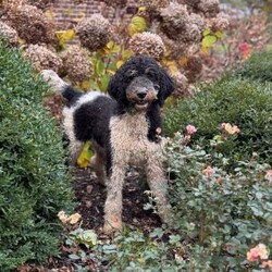 Bailey/Bernedoodle									Puppy/Female														/10 Weeks,Bailey is a mellow sweetheart who loves our kids.  She is social, friendly and such a good girl!  We expect her to be 50-70 pounds as an adult.  She has a gorgeous coat which we expect to be non-shedding and has gorgeous tri-color markings.  Schedule a Facetime or Zoom call to meet her virtually today!