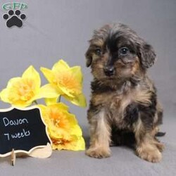 Davon/Golden Cavadoodle									Puppy/Male																/11 Weeks,We are excited to introduce our new breed the Mini Cavagoldendoodle! With the perfect blend of trainability, hypoallergenic coat, color, personality, and calm nature we have the best of the Cavapoo with the best of the Goldendoodle! 