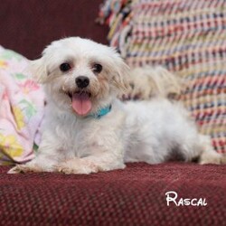 Jaxon/Morkie / Yorktese									Puppy/Male																/10 Weeks,Meet Jaxon, an adorable Morkie puppy with a sweet personality and a heart full of love! Jaxon is looking for a caring and devoted family to give him the forever home he deserves. He has been family-raised in a warm and nurturing environment, receiving plenty of attention and playtime. As a result, he is well-socialized, friendly, and ready to bring joy and companionship into your life.