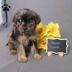 Davon/Golden Cavadoodle									Puppy/Male																/11 Weeks,We are excited to introduce our new breed the Mini Cavagoldendoodle! With the perfect blend of trainability, hypoallergenic coat, color, personality, and calm nature we have the best of the Cavapoo with the best of the Goldendoodle! 