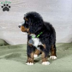 Bailey/Bernedoodle									Puppy/Female														/10 Weeks,Bailey is a mellow sweetheart who loves our kids.  She is social, friendly and such a good girl!  We expect her to be 50-70 pounds as an adult.  She has a gorgeous coat which we expect to be non-shedding and has gorgeous tri-color markings.  Schedule a Facetime or Zoom call to meet her virtually today!