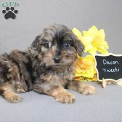 Davon/Golden Cavadoodle									Puppy/Male																/11 Weeks,We are excited to introduce our new breed the Mini Cavagoldendoodle! With the perfect blend of trainability, hypoallergenic coat, color, personality, and calm nature we have the best of the Cavapoo with the best of the Goldendoodle! 