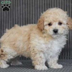 Chief/Bich-Poo									Puppy/Male																/8 Weeks,To contact the breeder about this puppy, click on the “View Breeder Info” tab above.