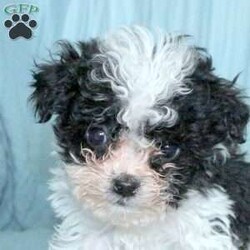 Tiny/Bich-Poo									Puppy/Male																/December 31st, 2024,Tiny is a curious and sweet natured Bich-Poo puppy who is available to a forever family! This bubbly boy is family raised and well socialized so he is ready to meet you. Tiny will come home vet checked, up to date on shots and de-wormer, and with a health guarantee provided by the breeder. Hear more about this little cutie and schedule a visit by calling Sarah Fisher today!