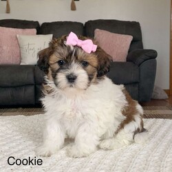 Cookie/Teddy Bear									Puppy/Female														/9 Weeks,Meet little cookie! She is a sweet and laid back little girl waiting on her new forever home! She is a shichon also known as a teddy bear, and she literally looks so much like a stuffed teddy bear!! She is in the playful bouncy puppy stage right now and loves everyone she meets!! She is up to date on age appropriate vaccinations and will be ready to leave for her new home on or after she turns 8 weeks old. Her momma is a bichon and she weighs 10lbs an daddy is a shitzu. We are guessing cookie to grow to weigh 10-13lbs full grown.for more info on this darling little girl Feel free to reach out to me anytime!! My name is Leanna 