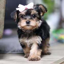 Ellie/Morkie / Yorktese									Puppy/Female														/9 Weeks,Meet Ellie she is a spirited little Morkie who doesn’t let anything hold her back. With a heart full of courage and curiosity, she’s always ready for an adventure whether it’s sniffing around, exploring new spots, or chasing her favorite toys. Her lively, playful nature is paired with a loyal streak that adds to her charm, making her as stubborn as she is sweet. 