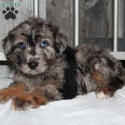 Oscar/Mini Aussiedoodle									Puppy/Male																/8 Weeks,Do you want a hypoallergenic puppy, but worry about its longterm health? You need a puppy from a breeder who does health testing! This puppy’s father is 100% genetically clear for over 215 health issues! Our puppies come up to date on shots and dewormer and will be vet checked before leaving! We also offer a 1 Year Health Guarantee! If you are seeking a well socialized puppy who was family raised contact us today! 