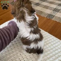 Cookie/Teddy Bear									Puppy/Female														/9 Weeks,Meet little cookie! She is a sweet and laid back little girl waiting on her new forever home! She is a shichon also known as a teddy bear, and she literally looks so much like a stuffed teddy bear!! She is in the playful bouncy puppy stage right now and loves everyone she meets!! She is up to date on age appropriate vaccinations and will be ready to leave for her new home on or after she turns 8 weeks old. Her momma is a bichon and she weighs 10lbs an daddy is a shitzu. We are guessing cookie to grow to weigh 10-13lbs full grown.for more info on this darling little girl Feel free to reach out to me anytime!! My name is Leanna 